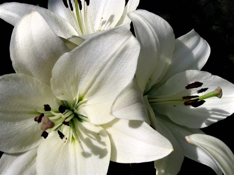 Картинки белые лилии (100 фото) #30