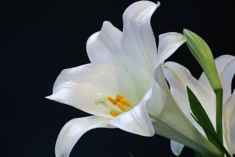 Картинки белые лилии (100 фото) #71