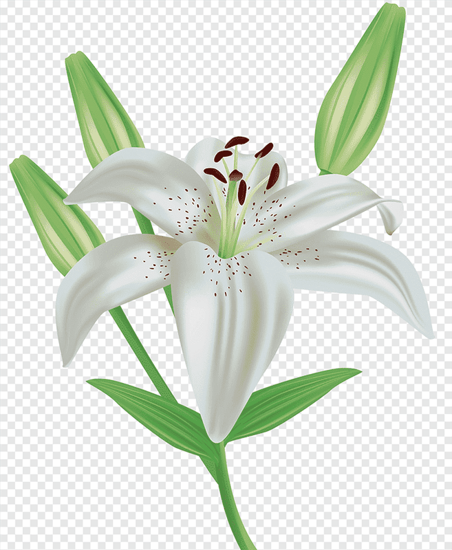 Картинки белые лилии (100 фото) #97
