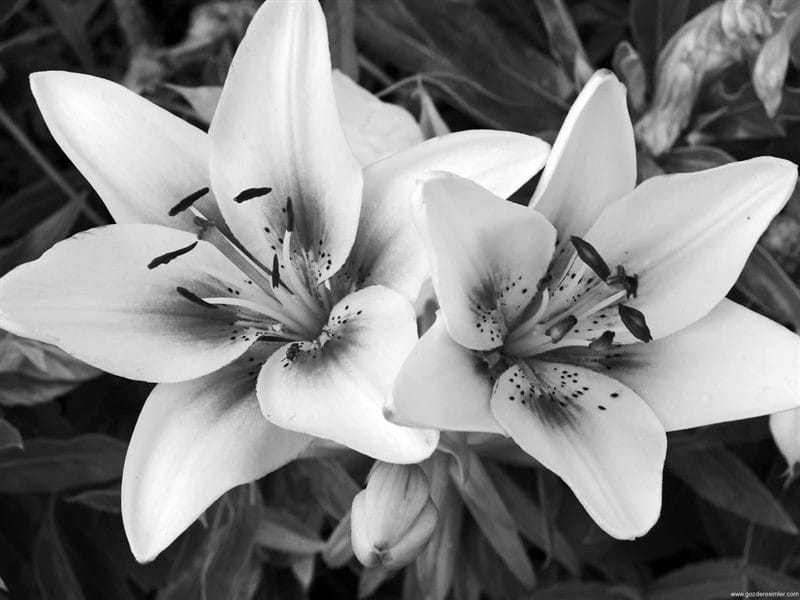 Картинки белые лилии (100 фото) #52