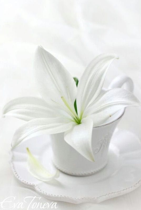Картинки белые лилии (100 фото) #92