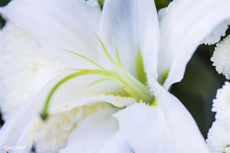 Картинки белые лилии (100 фото) #90