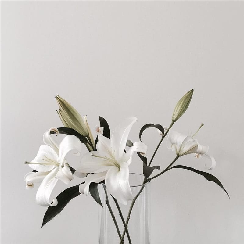 Картинки белые лилии (100 фото) #88