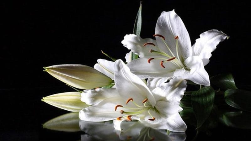 Картинки белые лилии (100 фото) #84