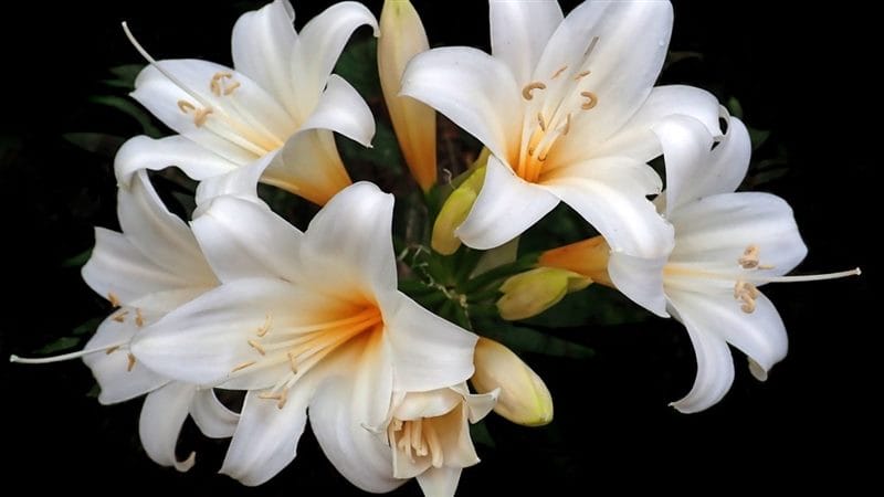 Картинки белые лилии (100 фото) #77