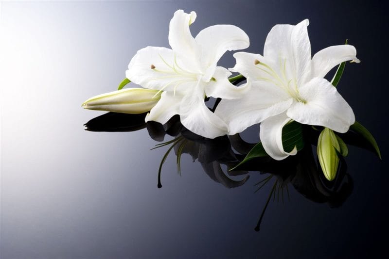 Картинки белые лилии (100 фото) #87