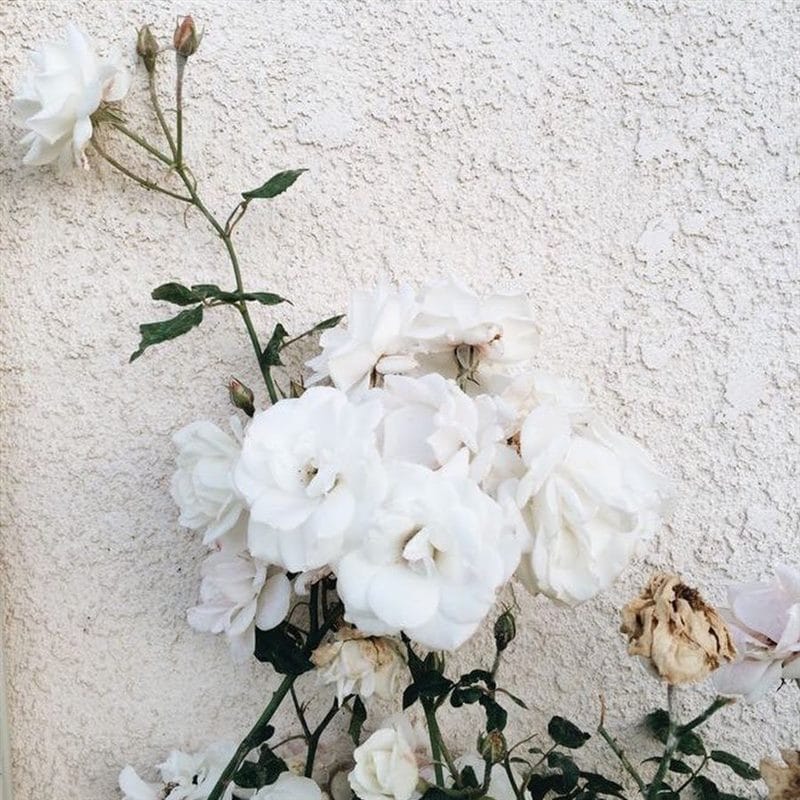 Картинки белые розы (100 фото) #21
