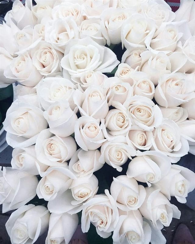 Картинки белые розы (100 фото) #45