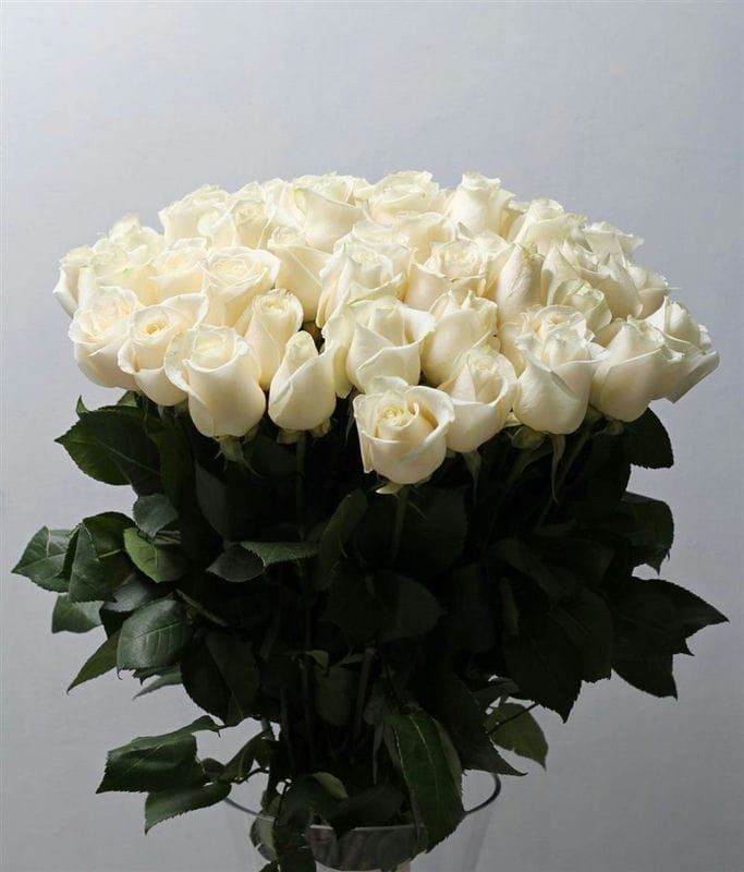 Картинки белые розы (100 фото) #36