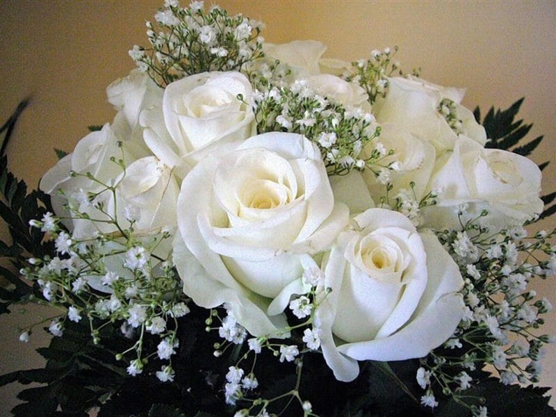 Картинки белые розы (100 фото) #12