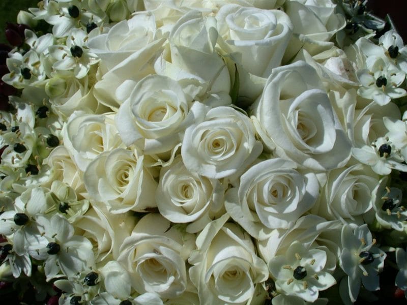 Картинки белые розы (100 фото) #22