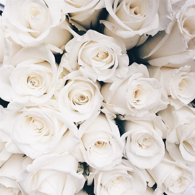 Картинки белые розы (100 фото) #56