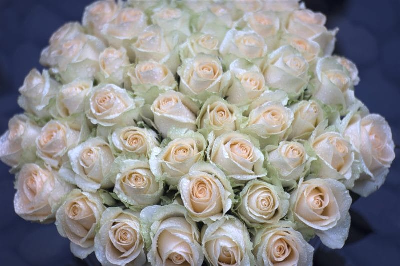 Картинки белые розы (100 фото) #39