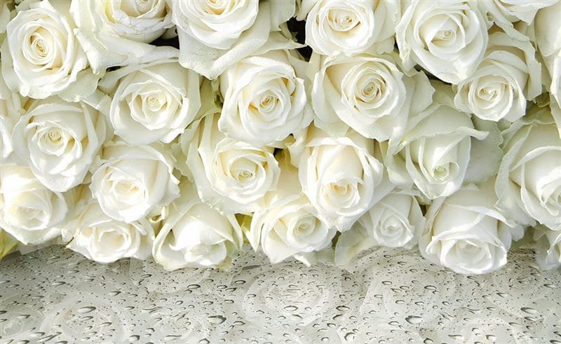 Картинки белые розы (100 фото) #3