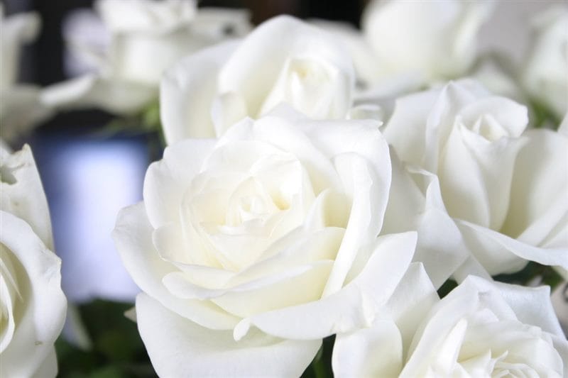 Картинки белые розы (100 фото) #99