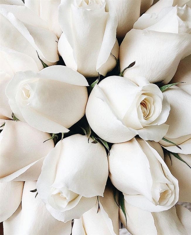 Картинки белые розы (100 фото) #8