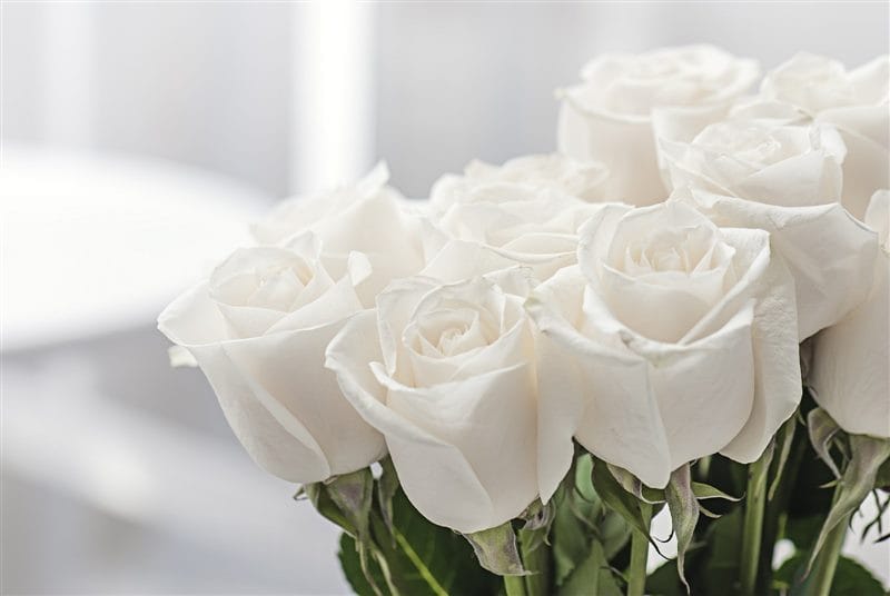 Картинки белые розы (100 фото) #63