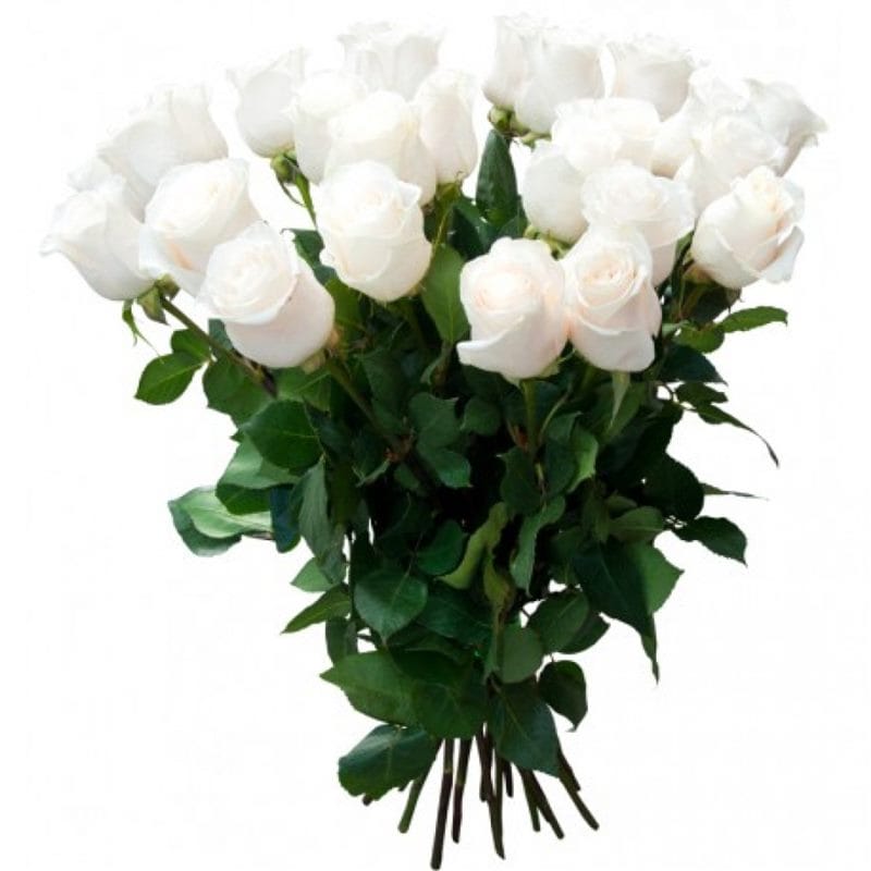 Картинки белые розы (100 фото) #64