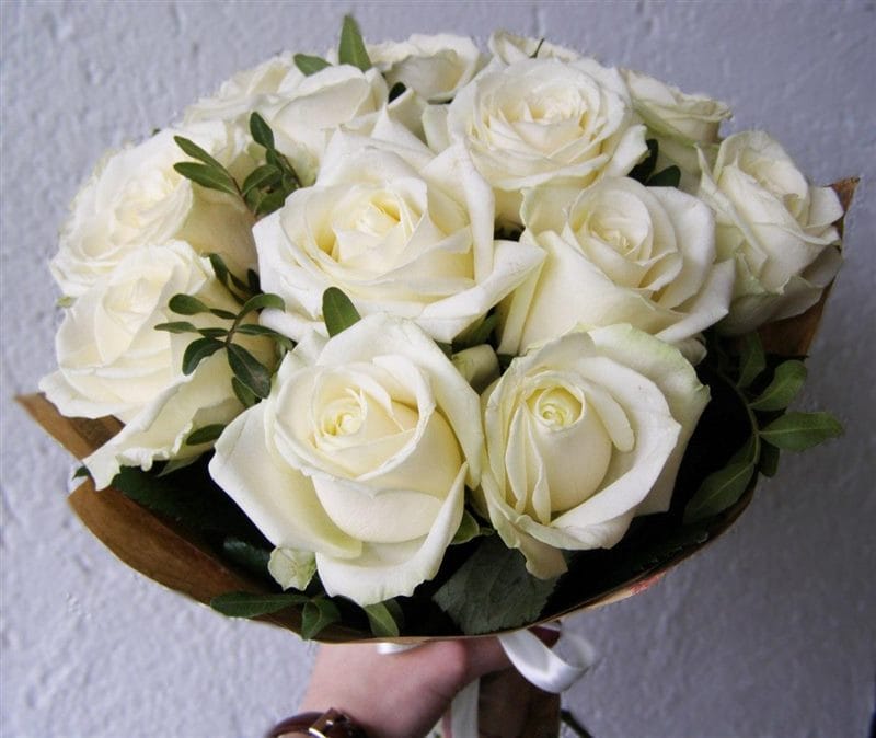 Картинки белые розы (100 фото) #37