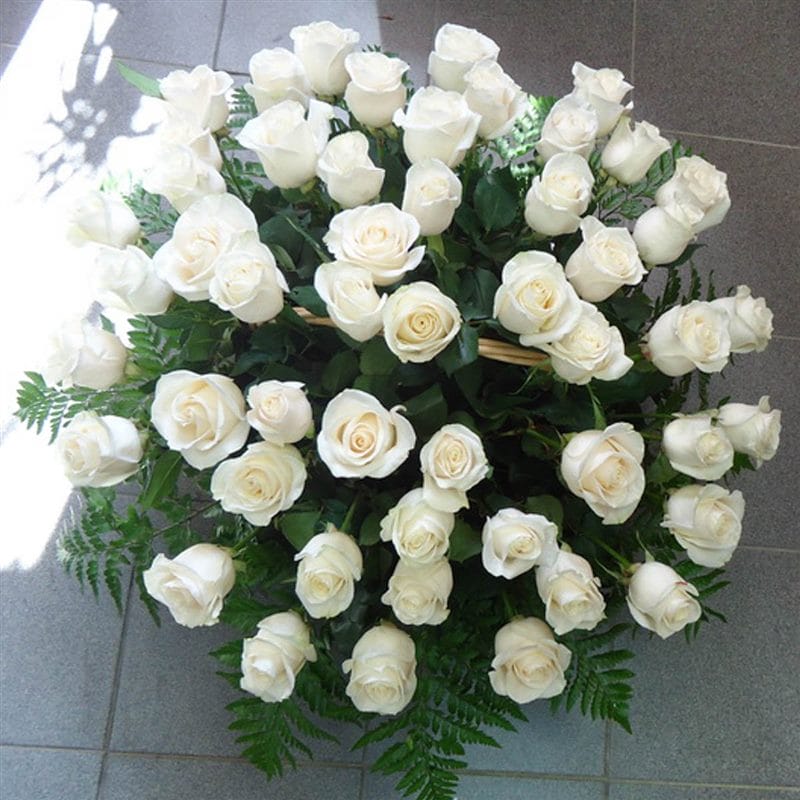Картинки белые розы (100 фото) #10