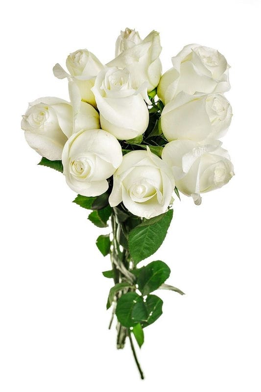 Картинки белые розы (100 фото) #73