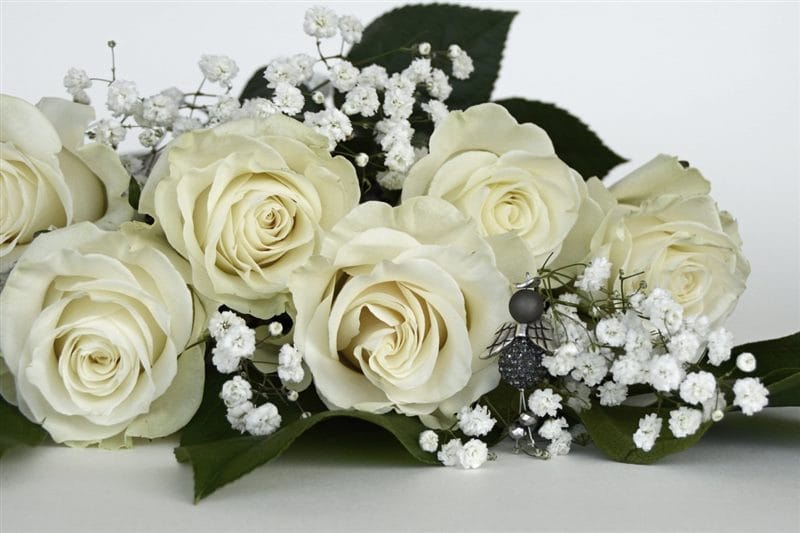 Картинки белые розы (100 фото) #50