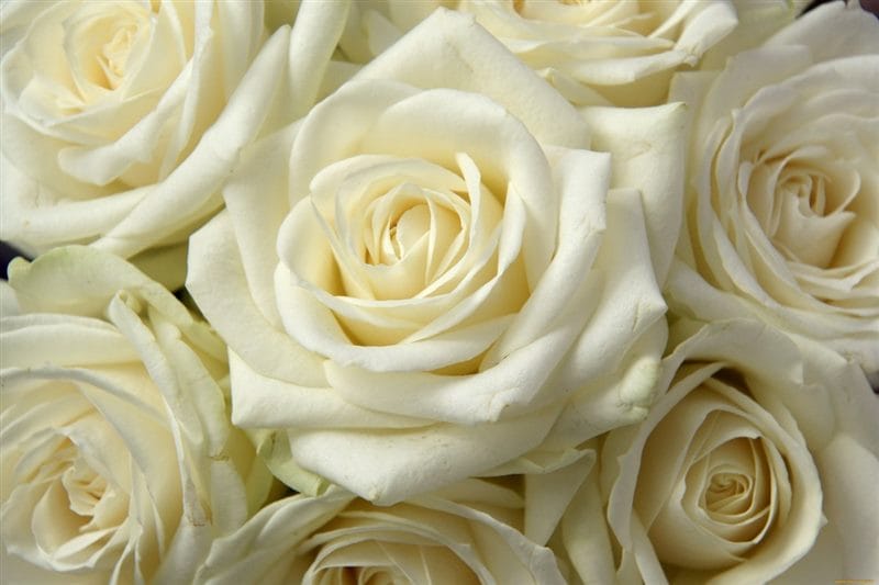 Картинки белые розы (100 фото) #70
