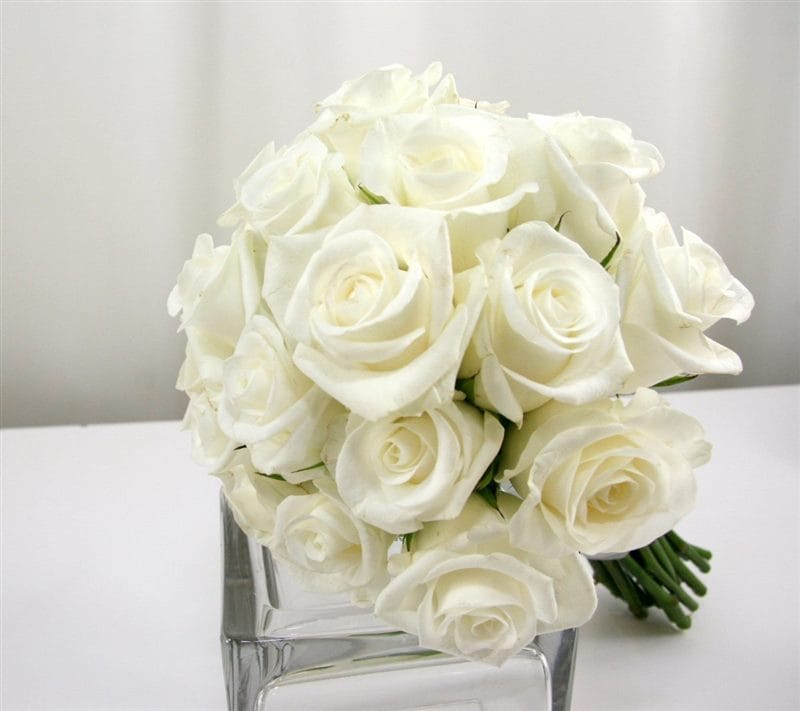 Картинки белые розы (100 фото) #59