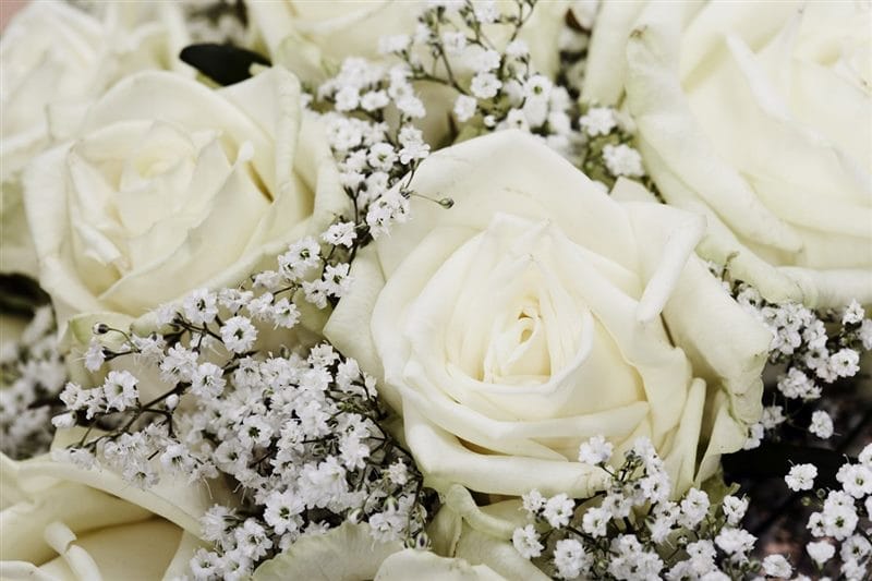 Картинки белые розы (100 фото) #43