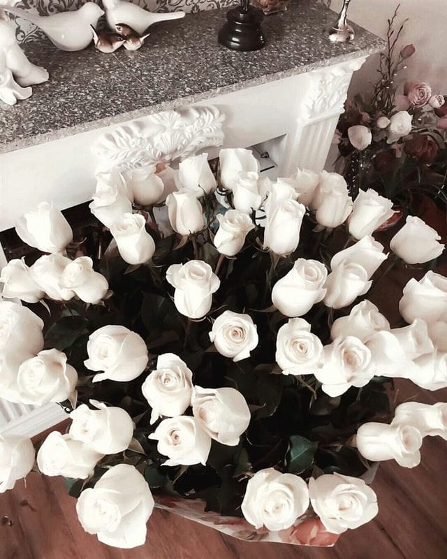 Картинки белые розы (100 фото) #7