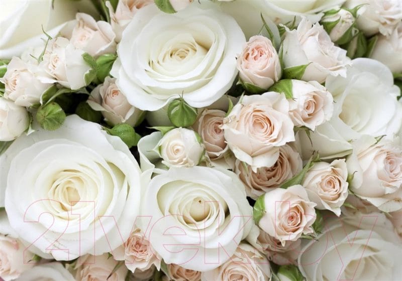 Картинки белые розы (100 фото) #47