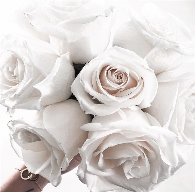 Картинки белые розы (100 фото) #54