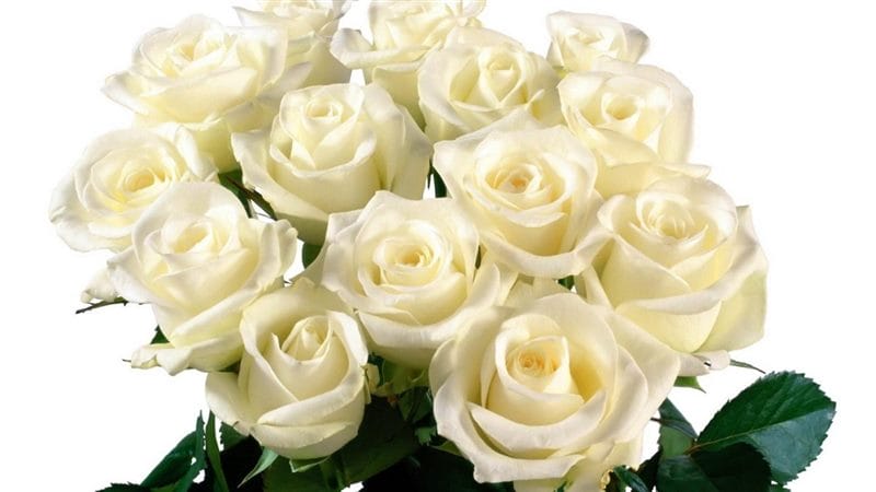 Картинки белые розы (100 фото) #86