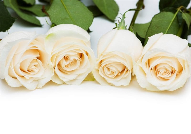 Картинки белые розы (100 фото) #88