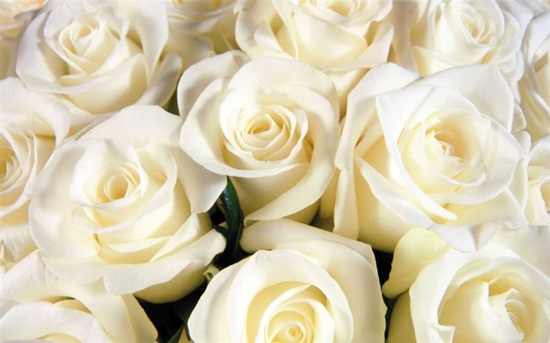 Картинки белые розы (100 фото) #78