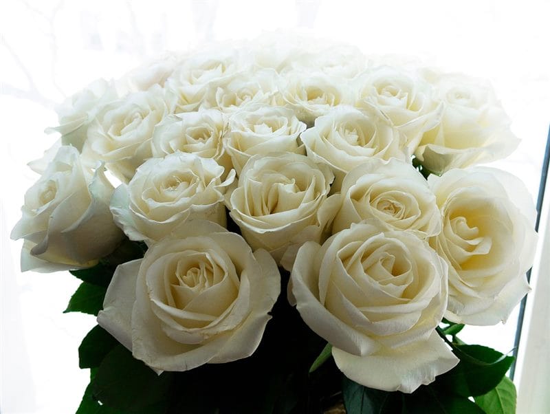Картинки белые розы (100 фото) #52