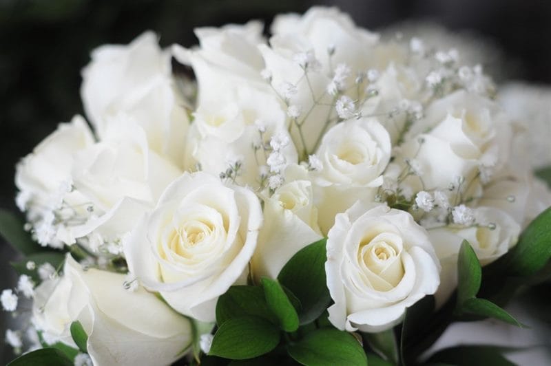 Картинки белые розы (100 фото) #87
