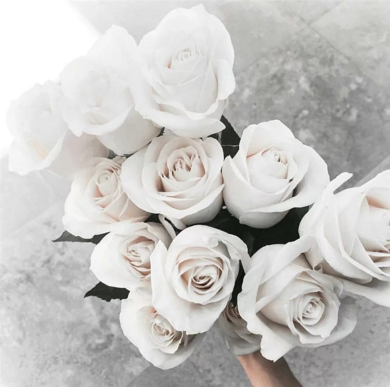 Картинки белые розы (100 фото) #68
