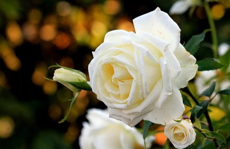 Картинки белые розы (100 фото) #94