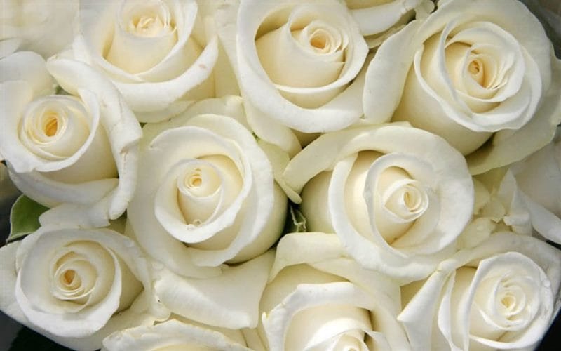 Картинки белые розы (100 фото) #81
