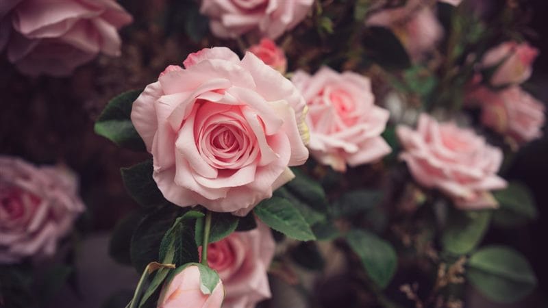 Картинки нежные розы (100 фото) #78