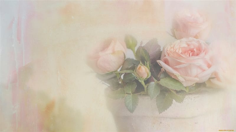 Картинки нежные розы (100 фото) #97