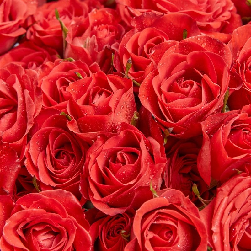 Картинки красные розы (100 фото) #9