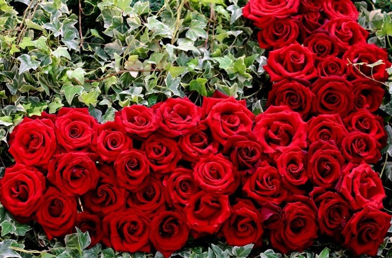 Картинки красные розы (100 фото) #10