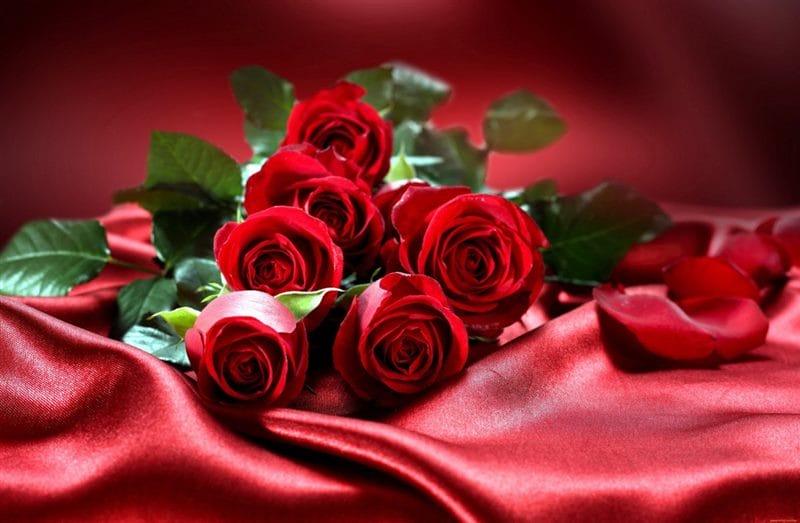 Картинки красные розы (100 фото) #45