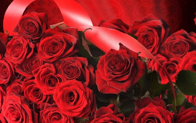Картинки красные розы (100 фото) #35
