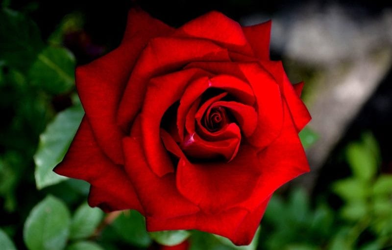 Картинки красные розы (100 фото) #90