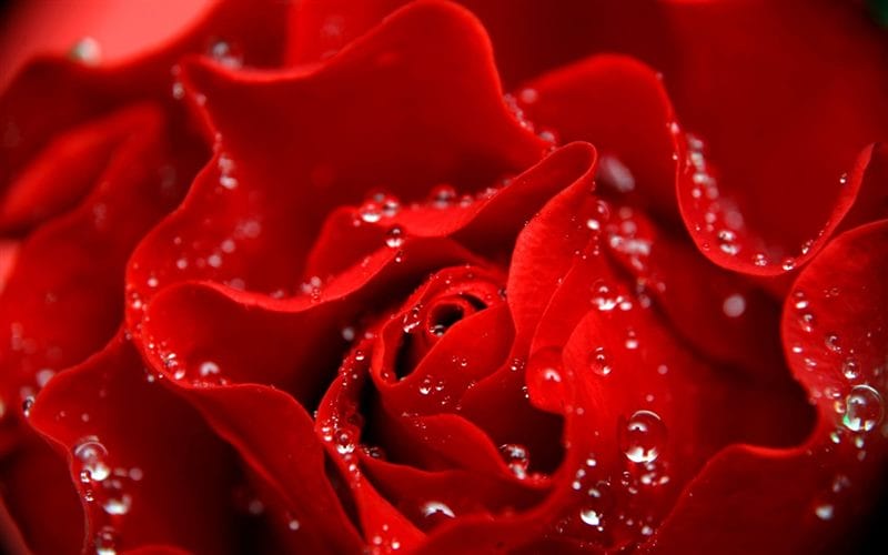 Картинки красные розы (100 фото) #89