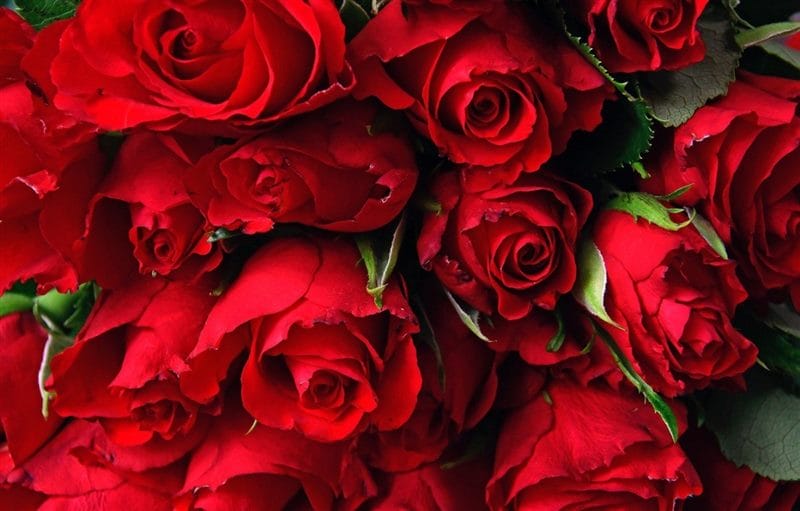 Картинки красные розы (100 фото) #48