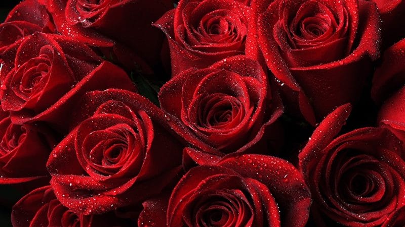 Картинки красные розы (100 фото) #26